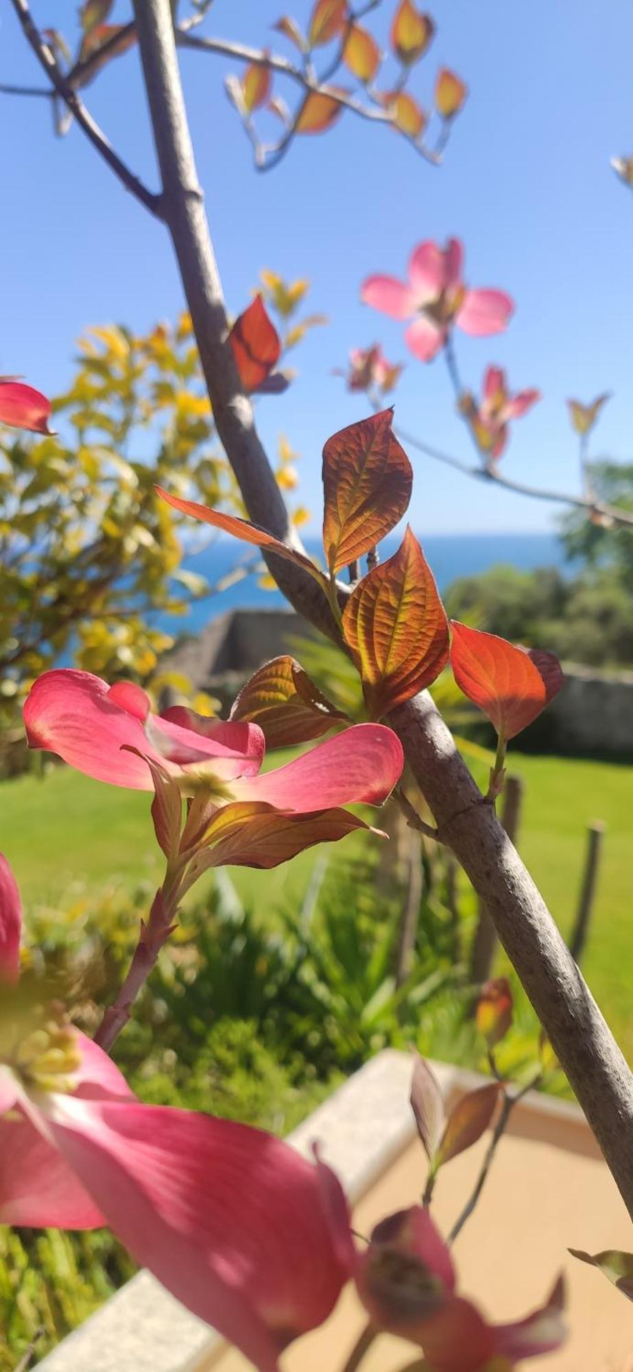 Il Giardino Sull'Isola - Appartamento - Bergeggi Bagian luar foto